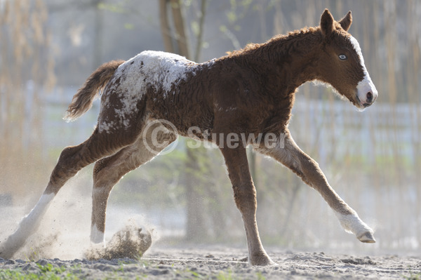 Sabine Stuewer Tierfoto -  ID211746 Stichwörter zum Bild: Querformat, Bewegung, Gegenlicht, Sand, einzeln, Tigerschecke, Fohlen, Curly Horse, Pferde