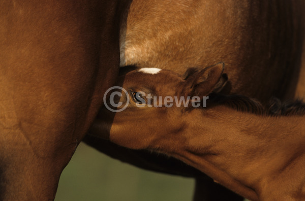 Sabine Stuewer Tierfoto -  ID221271 Stichwörter zum Bild: Pferde, Araber, Fohlen, säugen, Abendstimmung, Sommer, Sonne, Portrait, Verhalten, Zucht, Querformat