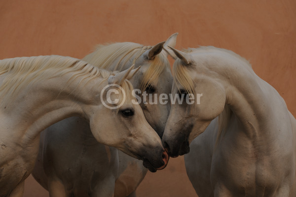 Sabine Stuewer Tierfoto - Pferdemotive im Sommer
