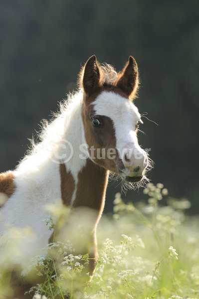 Sabine Stuewer Tierfoto -  ID558172 Stichwörter zum Bild: Hochformat, Portrait, Gegenlicht, Frühjahr, einzeln, Schecke, Fohlen, Pinto-Araber, Pferde