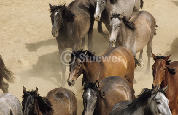 Sabine Stuewer Tierfoto -  ID600724 Stichwörter zum Bild: Pferde, Andalusier, Junghengst, Gruppe, Sand, Sommer, Barockpferde, Bewegung, Querformat, Spanien
