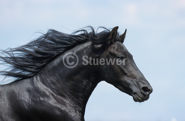 Sabine Stuewer Tierfoto -  ID662872 Stichwörter zum Bild: Pferde, Paso Fino, Hengst, Rappe, einzeln, Himmel, Sommer, Sonne, Portrait, Bewegung, Dynamik, Querformat