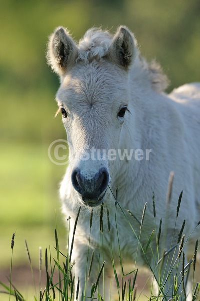 Sabine Stuewer Tierfoto -  ID774369 Stichwörter zum Bild: Hochformat, Pony, Portrait, Gegenlicht, Frühjahr, einzeln, Fohlen, Norweger, Pferde
