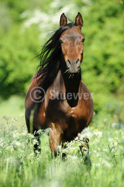 Sabine Stuewer Tierfoto -  ID120995 Stichwörter zum Bild: lange Mähne, Hochformat, Vollblut, Bewegung, Frühjahr, Blumen, einzeln, Dunkelbrauner, Stute, Araber, Pferde