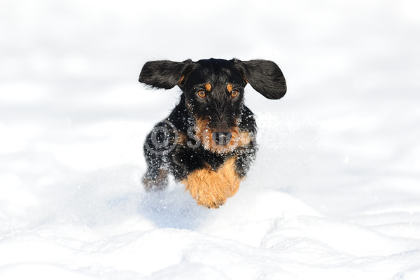 Sabine Stuewer Tierfoto -  ID126134 Stichwörter zum Bild: Querformat, rennen, Winter, Schnee, einzeln, schwarzbraun, Rüde, Rauhaardackel, Dackel, Hunde