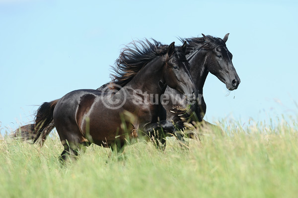 Sabine Stuewer Tierfoto -  ID135378 Stichwörter zum Bild: Querformat, Gangpferde, Bewegung, Sommer, Himmel, Paar, Rappe, Junghengst, Paso Fino, Pferde