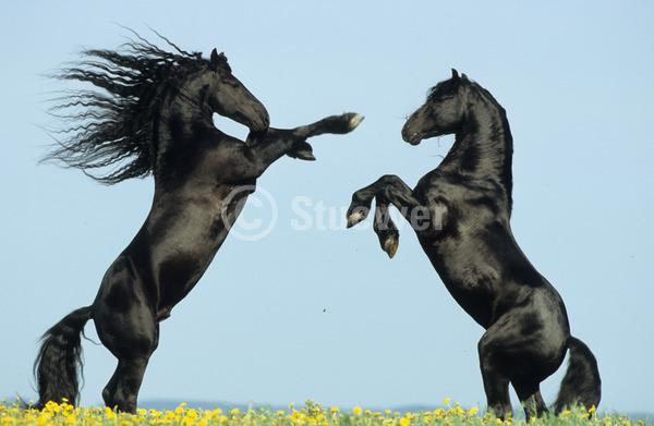 Sabine Stuewer Tierfoto -  ID147101 Stichwörter zum Bild: Pferde, Friese, Hengst, Rappe, Paar, kämpfen, spielen, steigend, Blumen, Himmel, Frühjahr, Sonne, Seitenansicht, Barockpferde, Bewegung, Dynamik, Rangordnung, Temperament, Verhalten, Querformat, lange Mähne