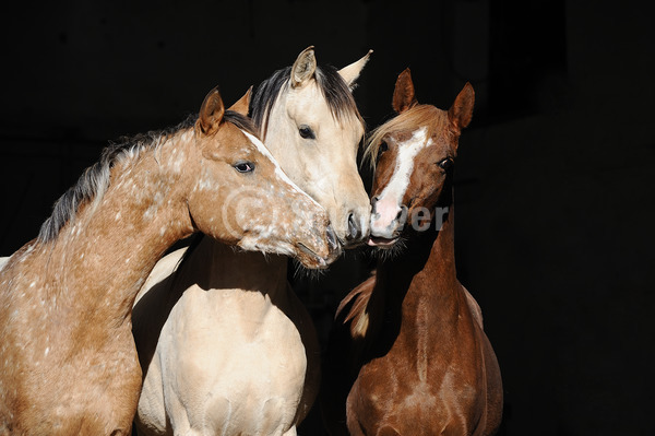 Sabine Stuewer Tierfoto -  ID149111 Stichwörter zum Bild: Querformat, Freundschaft, Portrait, dunkler Hintergrund, beschnuppern, Gruppe, Junghengst, Araber, Ara-Appaloosa, Pferde