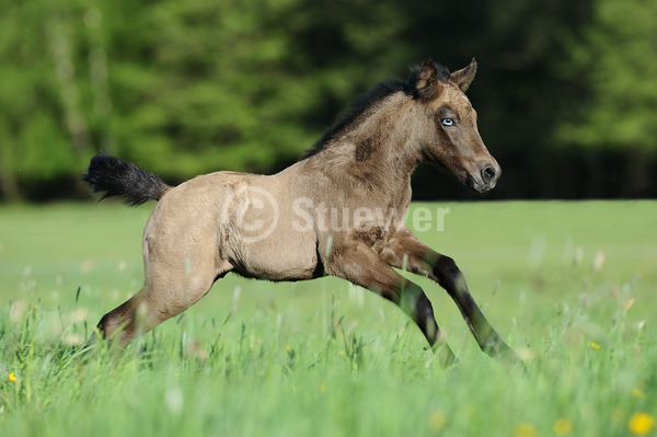 Sabine Stuewer Tierfoto -  ID160903 Stichwörter zum Bild: Querformat, Pony, Bewegung, Frühjahr, Galopp, einzeln, Falbe, Fohlen, Connemara, Pferde