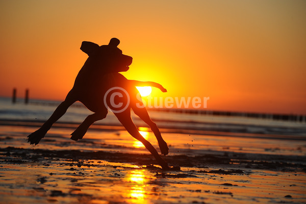 Sabine Stuewer Tierfoto -  ID162187 Stichwörter zum Bild: Querformat, rennen, Silhouette, Sommer, Gegenlicht, Wasser, Strand, einzeln, Hündin, Rhodesian Ridgeback, Hunde