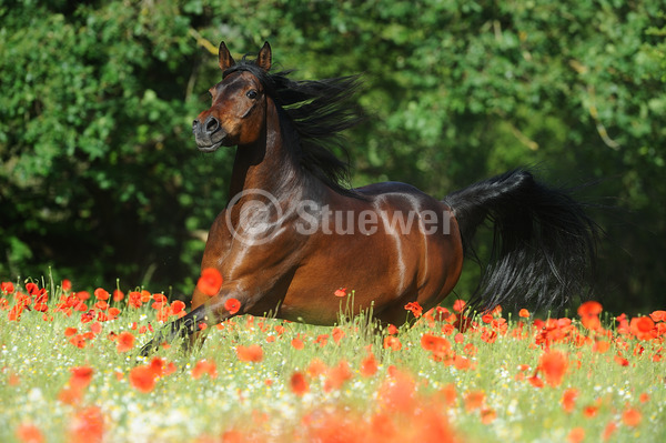 Sabine Stuewer Tierfoto -  ID170424 Stichwörter zum Bild: Querformat, Vollblut, Bewegung, Sommer, Blumen, Galopp, einzeln, Dunkelbrauner, Stute, Araber, Pferde