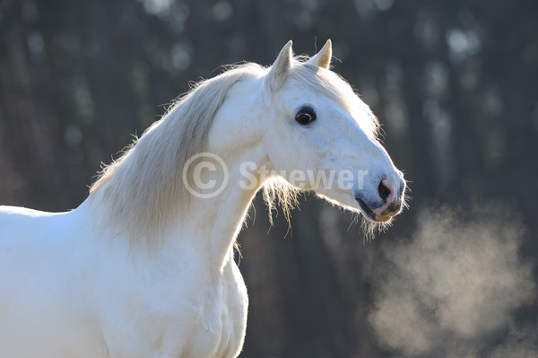 Sabine Stuewer Tierfoto -  ID175430 Stichwörter zum Bild: Querformat, Barockpferde, Portrait, Winter, Gegenlicht, einzeln, Schimmel, Wallach, Lusitano, Pferde