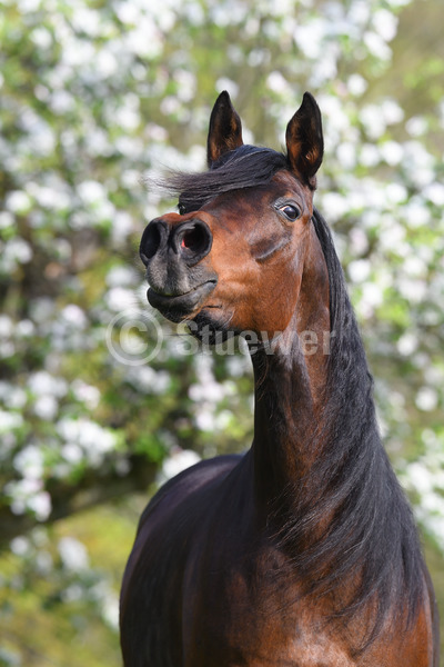 Sabine Stuewer Tierfoto -  ID179718 Stichwörter zum Bild: Hochformat, Vollblut, Portrait, Frühjahr, Blüten, wiehern, einzeln, Dunkelbrauner, Stute, Araber, Pferde, lange Mähne