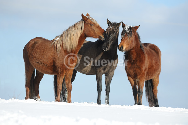 Sabine Stuewer Tierfoto -  ID208425 Stichwörter zum Bild: Querformat, Gangpferde, Freundschaft, Winter, Schnee, Himmel, stehen, Gruppe, Stute, Paso Pferd, Paso Fino, Pferde