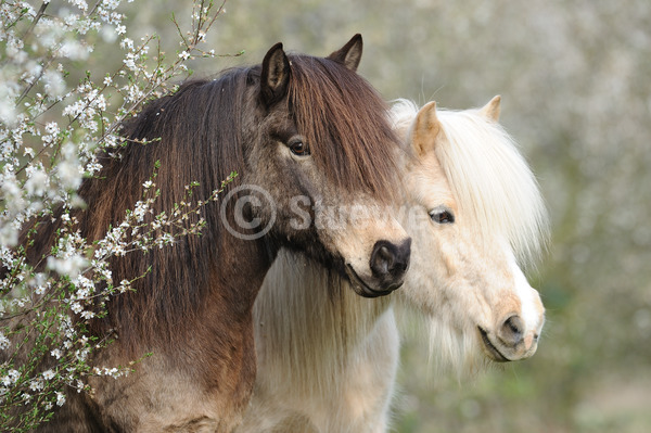 Sabine Stuewer Tierfoto -  ID209855 Stichwörter zum Bild: Querformat, Pony, Portrait, Frühjahr, Blüten, Paar, Stute, Isländer, Pferde