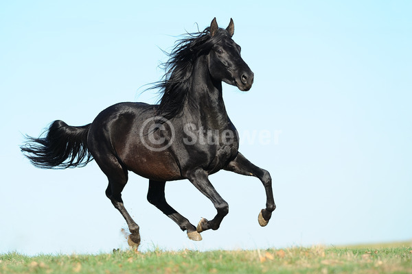 Sabine Stuewer Tierfoto -  ID218753 Stichwörter zum Bild: Querformat, Gangpferde, Bewegung, Himmel, Galopp, einzeln, Rappe, Hengst, Paso Fino, Pferde