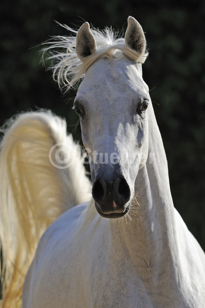 Sabine Stuewer Tierfoto -  ID233357 Stichwörter zum Bild: Ägypten, Hochformat, Vollblut, Bewegung, Portrait, Gegenlicht, dunkler Hintergrund, einzeln, Schimmel, Stute, Araber, Pferde