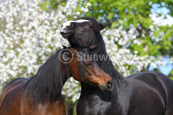 Sabine Stuewer Tierfoto -  ID243017 Stichwörter zum Bild: Querformat, Freundschaft, Portrait, Frühjahr, Blüten, Paar, Stute, Welsh Cob, Araber, Pferde