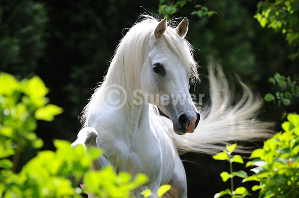 Sabine Stuewer Tierfoto -  ID247981 Stichwörter zum Bild: Querformat, Vollblut, Temperament, Portrait, Sommer, Gegenlicht, einzeln, Schimmel, Hengst, Araber, Pferde