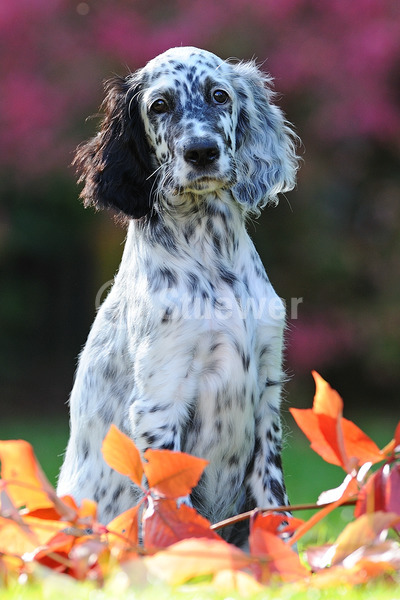 Sabine Stuewer Tierfoto -  ID254634 Stichwörter zum Bild: Hochformat, sitzen, Herbst, Gegenlicht, Wiese, einzeln, zweifarbig, Welpe, English Setter, Hunde