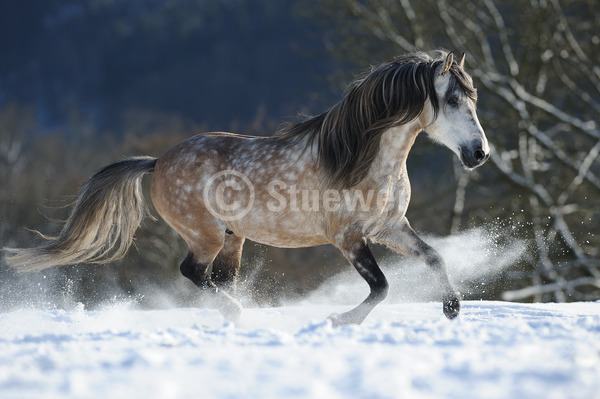 Sabine Stuewer Tierfoto -  ID256541 Stichwörter zum Bild: lange Mähne, Querformat, Gangpferde, Bewegung, Winter, Gegenlicht, Schnee, Galopp, einzeln, Schimmel, Apfelschimmel, Hengst, Paso Fino, Pferde