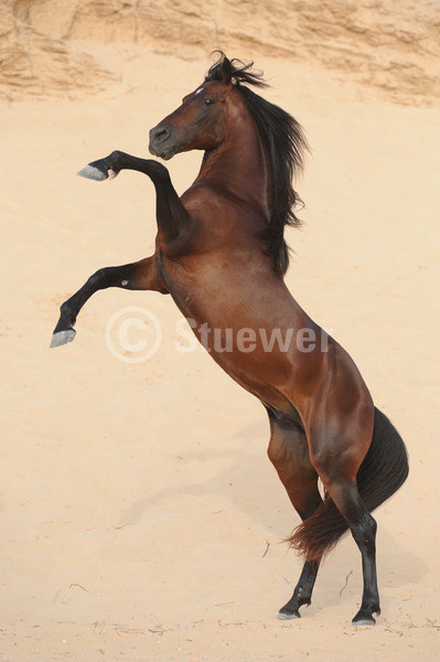 Sabine Stuewer Tierfoto -  ID259724 Stichwörter zum Bild: Hochformat, Temperament, Bewegung, Sommer, Sand, steigend, einzeln, Brauner, Hengst, Berber, Pferde, Tunesien