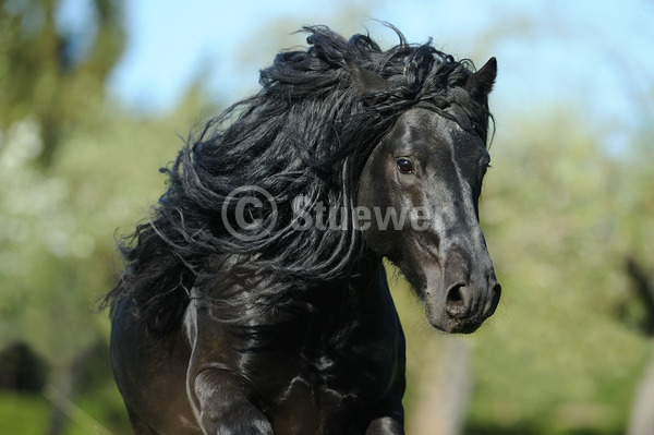 Sabine Stuewer Tierfoto -  ID271161 Stichwörter zum Bild: lange Mähne, Querformat, Pony, Bewegung, Portrait, Frühjahr, einzeln, Rappe, Hengst, Fell-Pony, Pferde