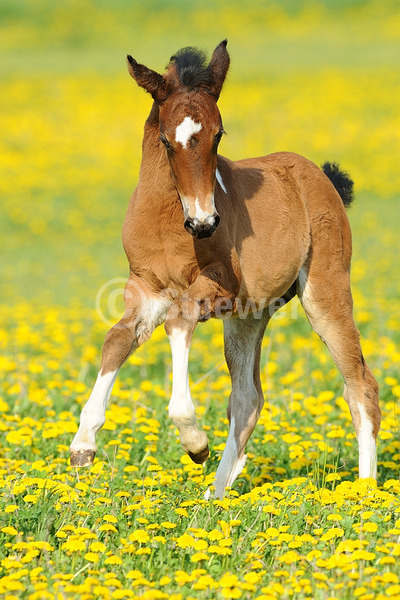 Sabine Stuewer Tierfoto -  ID284740 Stichwörter zum Bild: Hochformat, Gangpferde, Bewegung, Frühjahr, Blumen, Galopp, einzeln, Schecke, Fohlen, Paso Fino, Pferde