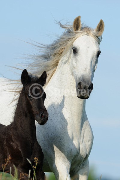 Sabine Stuewer Tierfoto - 