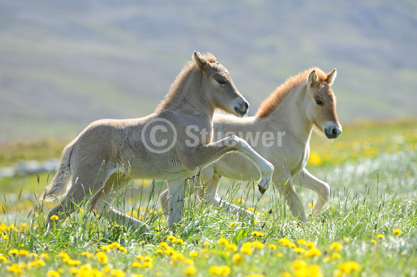 Sabine Stuewer Tierfoto -  ID287682 Stichwörter zum Bild: Island, Querformat, Pony, Freundschaft, Bewegung, Sommer, Gegenlicht, Blumen, Paar, Windfarbe, Fohlen, Isländer, Pferde