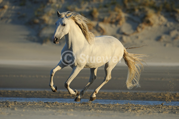 Sabine Stuewer Tierfoto -  ID288722 Stichwörter zum Bild: Querformat, Bewegung, Barockpferde, Sommer, Strand, Sand, Galopp, einzeln, Schimmel, Wallach, Lusitano, Pferde