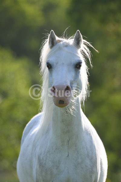 Sabine Stuewer Tierfoto - Pferdefoto Portraits