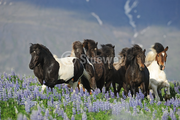 Sabine Stuewer Tierfoto -  ID296092 Stichwörter zum Bild: Island, Querformat, Pony, Bewegung, Sommer, Blumen, Gruppe, Isländer, Pferde