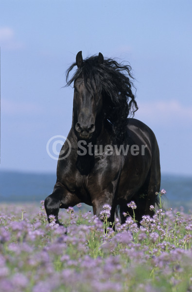 Sabine Stuewer Tierfoto -  ID305758 Stichwörter zum Bild: Hochformat, Bewegung, Barockpferde, Totale, Rappe, Sommer, Himmel, Blumen, einzeln, Hengst, Pferde, Friese