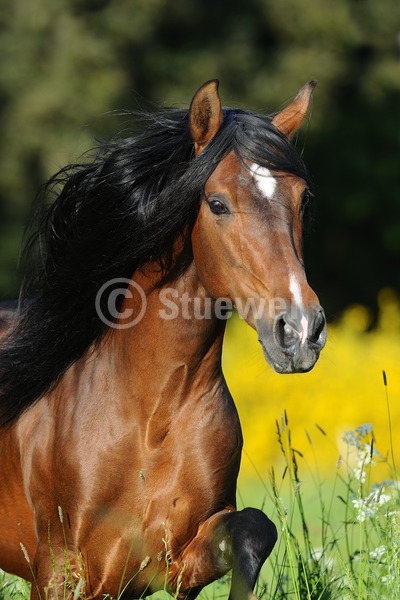 Sabine Stuewer Tierfoto - Pferdefoto Portraits