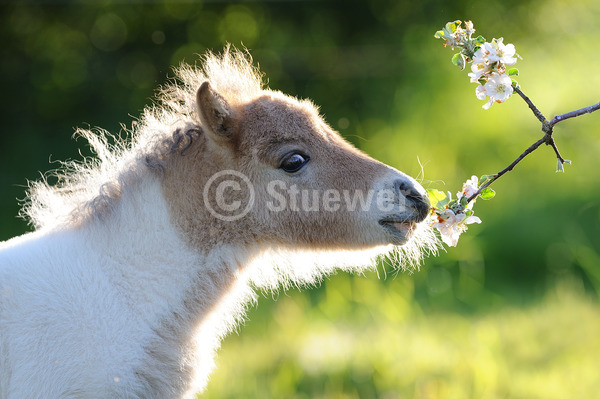 Sabine Stuewer Tierfoto -  ID322135 Stichwörter zum Bild: Querformat, Pony, Portrait, Gegenlicht, Frühjahr, Blüten, beschnuppern, einzeln, Schecke, Fohlen, Mini-Shetlandpony, Pferde