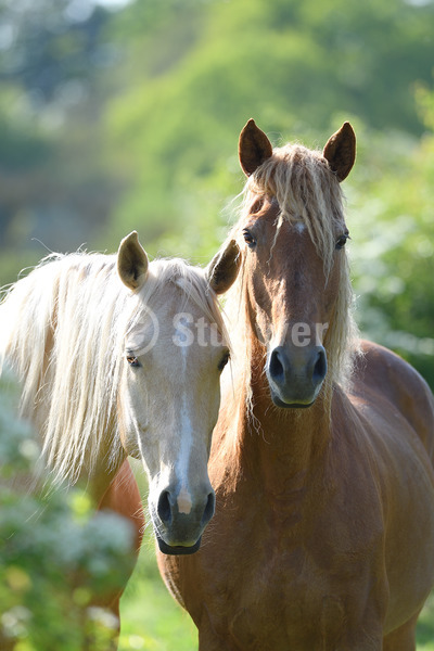 Sabine Stuewer Tierfoto -  ID325913 Stichwörter zum Bild: Hochformat, Freundschaft, Portrait, Gegenlicht, Frühjahr, Paar, Stute, Curly Horse, Pferde