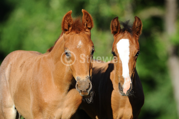 Sabine Stuewer Tierfoto -  ID327376 Stichwörter zum Bild: Mangalarga Marchador, Pferde, Fohlen, Paar, Sommer, Portrait, Freundschaft, Gangpferde, Querformat