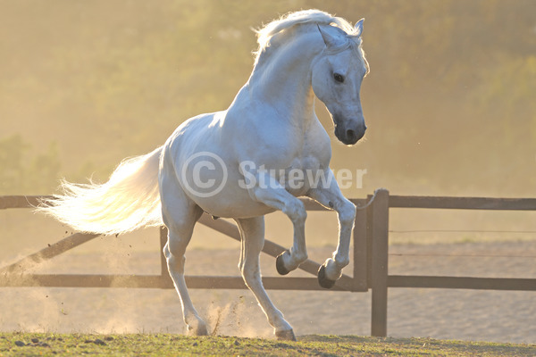 Sabine Stuewer Tierfoto -  ID328914 Stichwörter zum Bild: Temperament, Gangpferde, Bewegung, Sommer, Gegenlicht, Abendstimmung, Galopp, einzeln, Schimmel, Hengst, Mangalarga Marchador, Pferde, Querformat, Brasilien