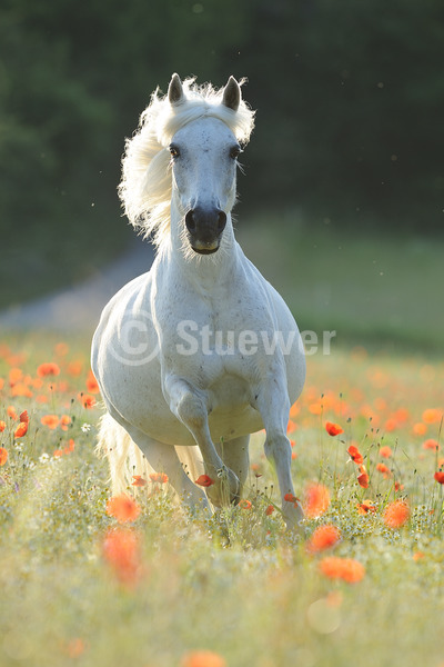 Sabine Stuewer Tierfoto -  ID329668 Stichwörter zum Bild: Pony, Bewegung, Sommer, Morgenstimmung, Gegenlicht, Blumen, Galopp, einzeln, Schimmel, Stute, Partbred, Pferde, Hochformat