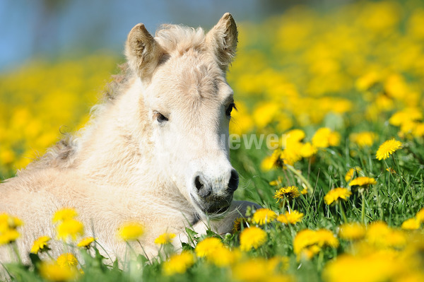Sabine Stuewer Tierfoto -  ID336686 Stichwörter zum Bild: Querformat, Pony, Frühjahr, Blumen, liegen, einzeln, Fohlen, Norweger, Pferde