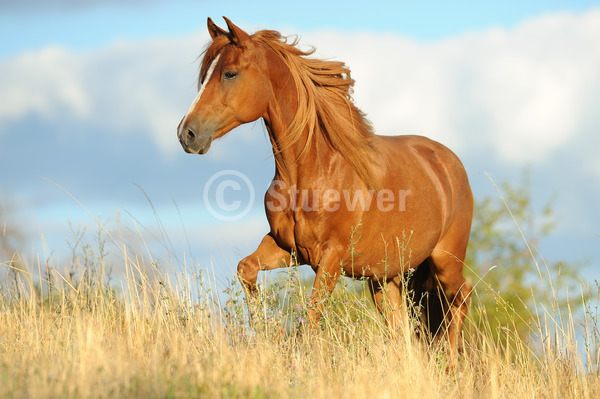 Sabine Stuewer Tierfoto -  ID338937 Stichwörter zum Bild: Querformat, Gangpferde, Bewegung, Sommer, Wolken, Himmel, Trab, einzeln, Fuchs, Wallach, Paso Pferd, Pferde