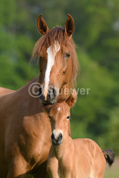 Sabine Stuewer Tierfoto -  ID342758 Stichwörter zum Bild: Hochformat, Gangpferde, Portrait, Sommer, Paar, Fuchs, Stute mit Fohlen, Mangalarga Marchador, Pferde