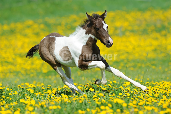 Sabine Stuewer Tierfoto -  ID349053 Stichwörter zum Bild: Querformat, Gangpferde, Bewegung, Frühjahr, Blumen, Galopp, einzeln, Schecke, Fohlen, Paso Fino, Pferde