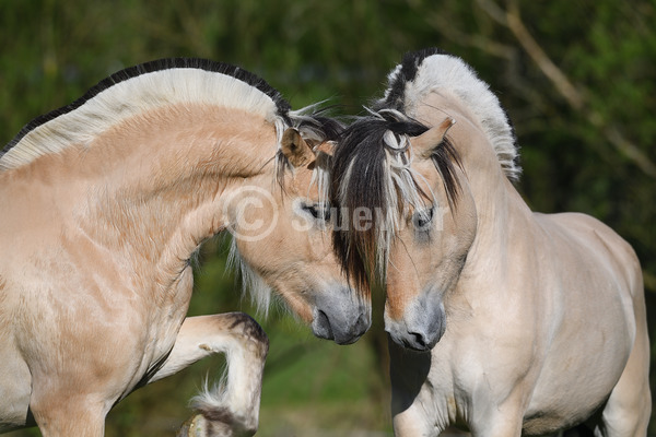 Sabine Stuewer Tierfoto -  ID353237 Stichwörter zum Bild: Querformat, Verhalten, Freundschaft, Portrait, Frühjahr, beschnuppern, Paar, Falbe, Hengst, Norweger, Pferde