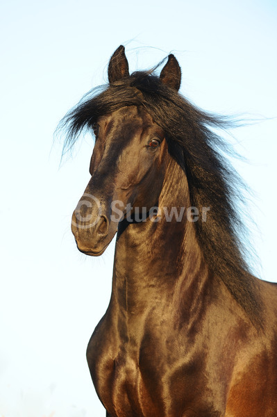 Sabine Stuewer Tierfoto -  ID357761 Stichwörter zum Bild: Hochformat, Gangpferde, Portrait, Sommer, Himmel, einzeln, Rappe, Hengst, Paso Fino, Pferde