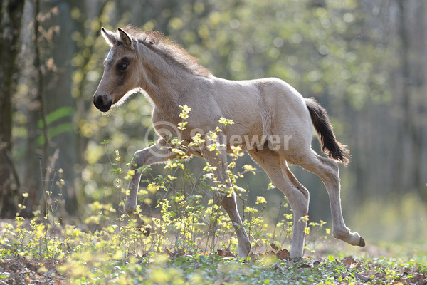 Sabine Stuewer Tierfoto -  ID361703 Stichwörter zum Bild: Querformat, Gangpferde, Bewegung, Gegenlicht, Frühjahr, Wald, einzeln, Falbe, Fohlen, Paso Fino, Pferde