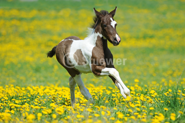 Sabine Stuewer Tierfoto -  ID365119 Stichwörter zum Bild: Querformat, Gangpferde, Bewegung, Frühjahr, Blumen, Galopp, einzeln, Schecke, Fohlen, Paso Fino, Pferde