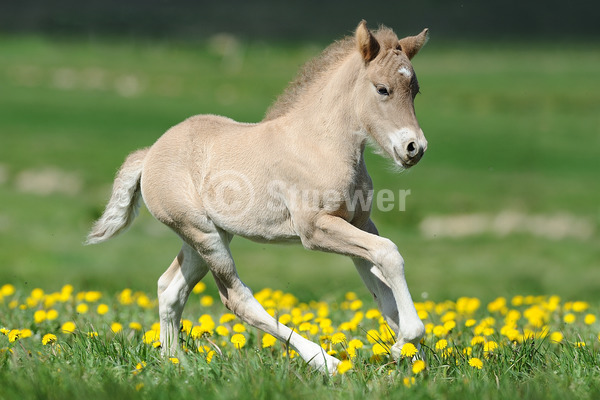 Sabine Stuewer Tierfoto -  ID372024 Stichwörter zum Bild: Querformat, Pony, Gangpferde, Bewegung, Sommer, Blumen, Galopp, einzeln, Windfarbe, Fohlen, Isländer, Pferde, Island