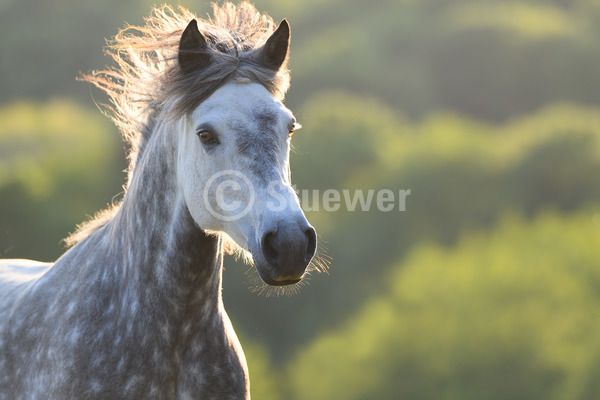 Sabine Stuewer Tierfoto -  ID373652 Stichwörter zum Bild: Querformat, Pony, Bewegung, Portrait, Sommer, Gegenlicht, Abendstimmung, einzeln, Schimmel, Apfelschimmel, Stute, Connemara, Pferde